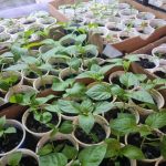 Kada saditi sadnice ne prema lunarnom kalendaru, već prema stvarnom rasporedu biljaka: pronalaženje vašeg datuma kada-saditi-sadnice-ne-prema-lunarnom-kalendaru-vec-prema-stvarnom.jpg