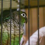 kako-papiga-pokazuje-povjerenje-govor-tijela-pernatog-prijatelja.jpg
