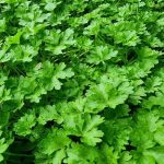 Svježe začinsko bilje tijekom cijele godine: jednostavan način zamrzavanja koji čuva okus svjeze-zacinsko-bilje-tijekom-cijele-godine-jednostavan-nacin-zamrzavanja-koji.jpg