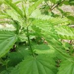 Zašto kopriva peče s dobrim razlogom: zlonamjerni korov pretvaramo u eliksir za vrt zasto-kopriva-pece-s-dobrim-razlogom-zlonamjerni-korov-pretvaramo-u.jpg